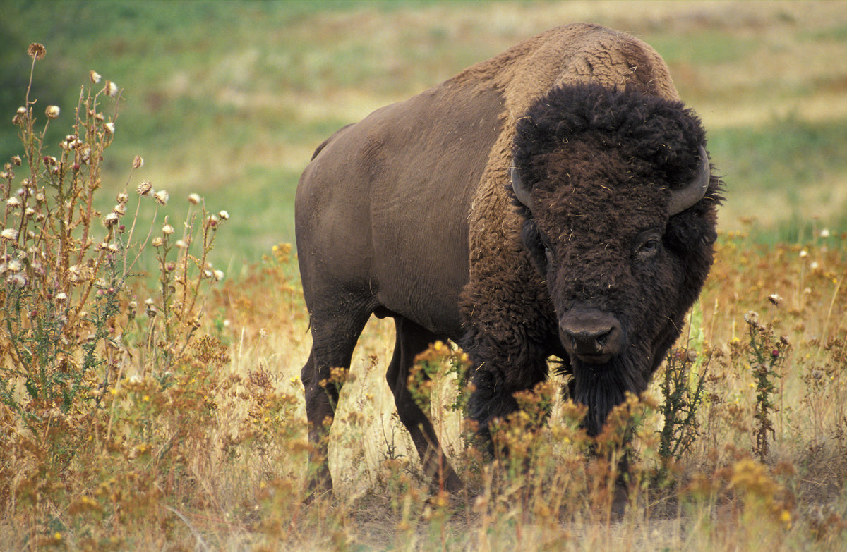 This Ain't No Buffalo