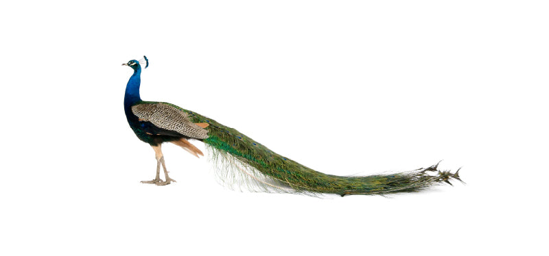 Just-So Stories: Call them what they are