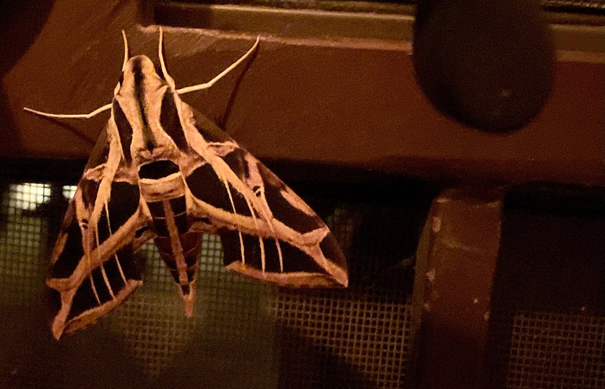 Welcoming Moth Month!
