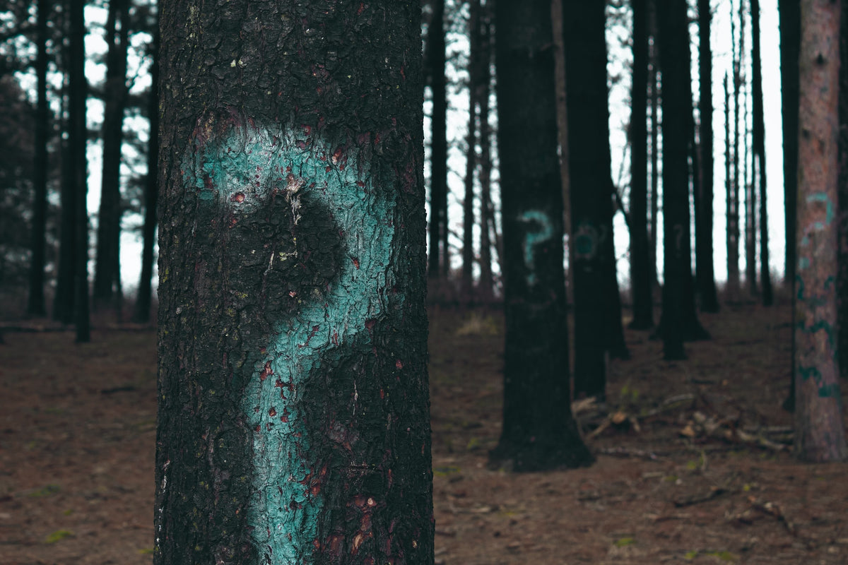 Looking Along Learning: Discovering the Joy of Language