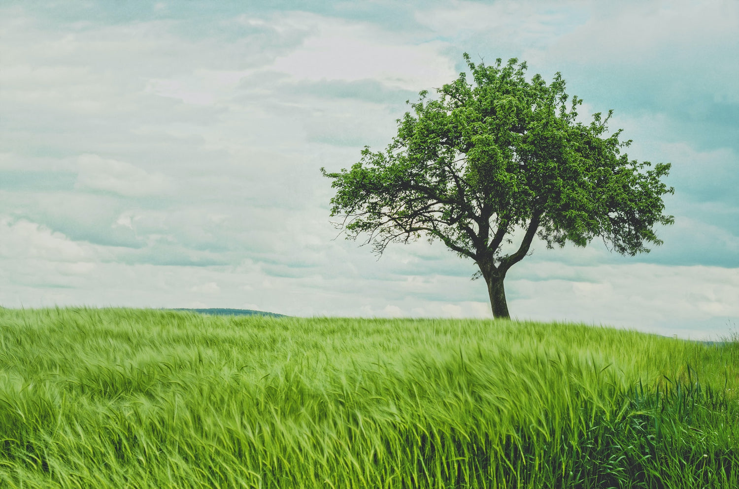 Upward and Outward: The Tree of Wisdom and Its Prudential Fruit