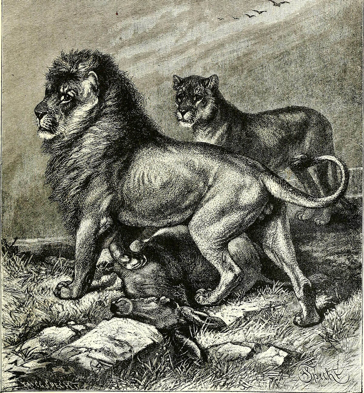 All things vile and vicious, part 2: fecundity, predation and parasitism