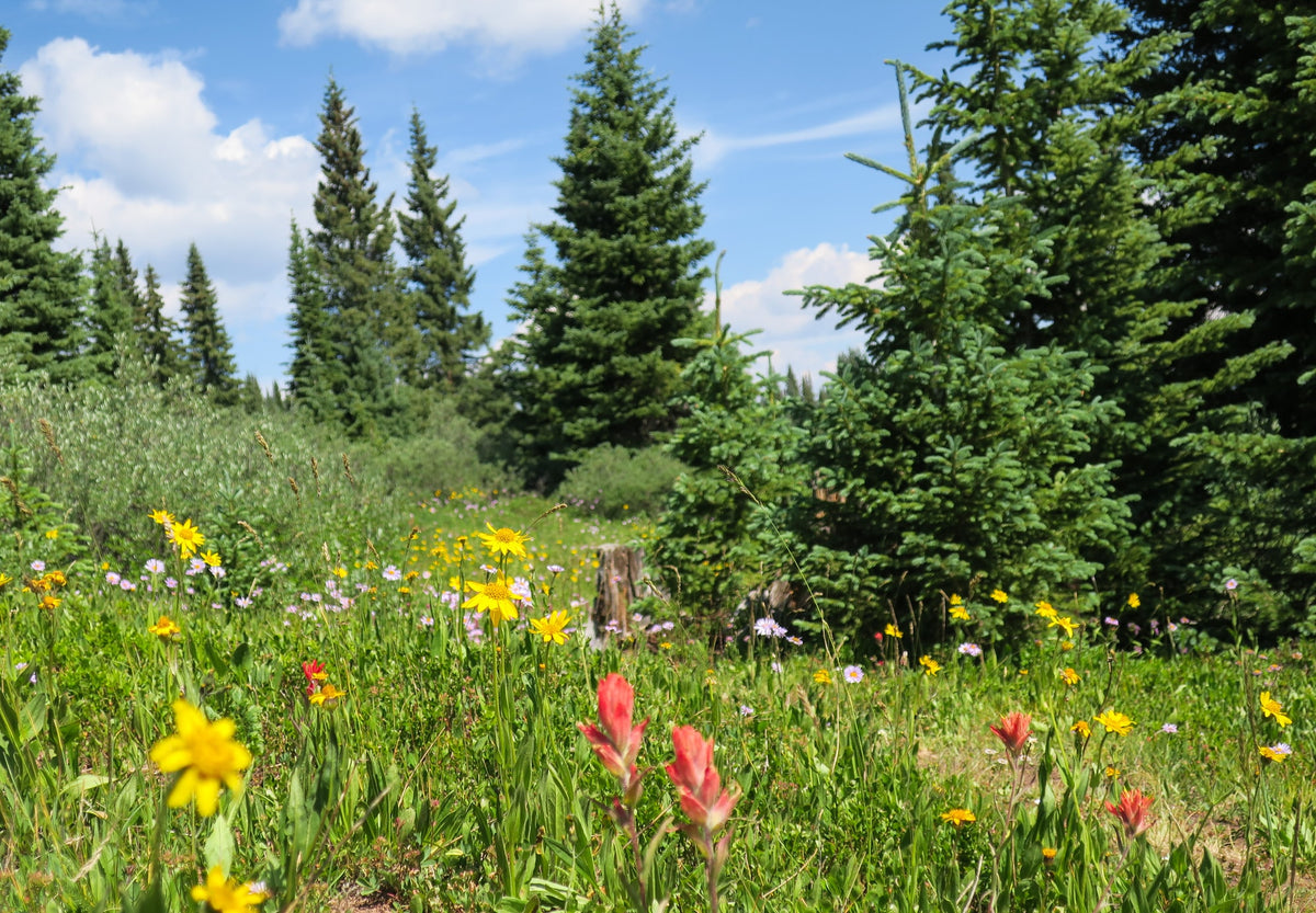 Finding God Amid the Goodness of Summer: Keeping the Borders of Eden